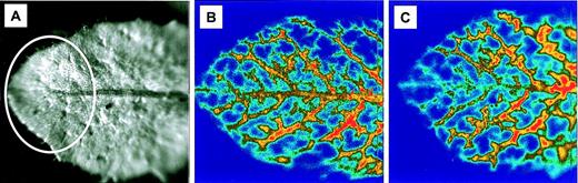 An Arabidopsis leaf was infiltrated with DanePy and then an area of the leaf tip was exposed to a PPFD of 600 μmol m −2 s −1 for 60 min, which is indicated by the white oval in the reflected light image (A). The images of fluorescence emission from the DanePy before (B) and after (C) the high light treatment show that quenching of the fluorescence occurs within the area of the leaf tip exposed to the high light. This fluorescence quenching results from formation of non‐fluorescent DanePyO when 1 O 2 reacts with DanePy.