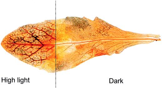 Image of an Arabidopsis leaf infiltrated with DAB. The top half of the leaf was exposed to a high light treatment of 600 μmol m −2 s −1 for 60 min. The brown staining indicates the formation of a brown polymerization product when H 2 O 2 reacts with DAB.