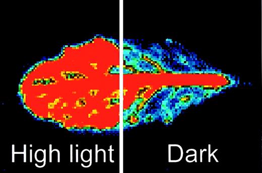False colour image of the luminescence from a leaf of the APX2‐LUCArabidopsis transformant after exposure to the high light treatment of 600 μmol m −2 s −1 for 60 min and spraying with luciferin. The luminescence indicates the expression of the LUC and APX2 genes.