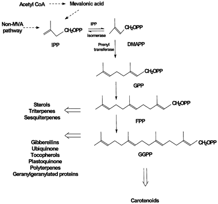 Fig. 2. The isoprenoid biosynthetic pathway.