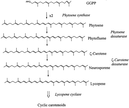 Fig. 4. Phytoene formation and desaturation reactions to form lycopene.