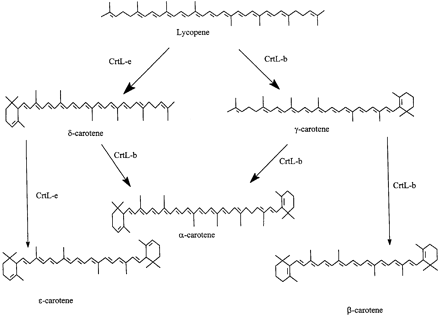 Fig. 5. Cyclization reactions from lycopene. Abbreviations: CrtL‐e, lycopene ϵ‐cyclase; CrtL‐b, lycopene β‐cyclase.