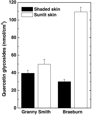 Fig. 1. Quercetin glycoside content of skin from sun‐exposed and shaded surfaces of Granny Smith and Braeburn apples (n=60); mean ±SE.