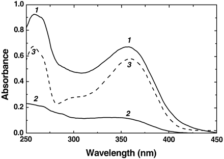 Fig. 3. Typical absorption spectra of the water–methanol fraction of extracts (diluted 8‐fold) obtained from (1) sun‐exposed and (2) shaded skin of Braeburn apples as well as (3) spectrum of pure rutin.