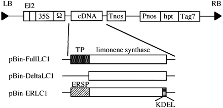 Fig. 2. Expression cassettes of LS were designed to target plastid (pBin‐FullLC1), cytosol (pBin‐DeltaLC1) or ER (pBin‐ERLC1), which were subcloned in a binary vector. Each modified LS cDNA was driven by an El2 promoter that had two enhancer sequences in tandem upstream from the CaMV 35S promoter. TP, putative transit peptide of Perilla LS; ERSP, signal peptide for ER‐targeting from Phaseolus vulgaris lectin; KDEL, ER‐retention signal; hpt, hygromycin phosphotransferase; RB, right border; LB, left border; Pnos, nopaline synthase promoter; Tag7, agropine terminator 7.