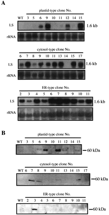 Fig. 3. Expression of limonene synthase at mRNA and polypeptide level in the transgenic tobacco plants. (A) RNA gel blot analyses of limonene synthase mRNA level in independent transformants. rRNA is used as the load control. Ten micrograms of total RNA (per lane) is loaded. The hybridization probe is full‐length cDNA of Perilla LS. (B) Immunoblot analyses of cell‐free extracts of transgenic tobacco clones using anti‐LS antibody. Ten micrograms of protein (per lane) was loaded for plastid‐type, forty micrograms of protein (per lane) was loaded for cytosol‐type and ER‐type. WT, wild‐type tobacco; LS, Perilla LS.