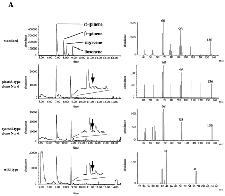 Fig. 5. GC–MS analysis of transgenic tobacco. (A) Total ion chromatograms of leaf extracts of transgenic tobacco (left), and mass spectra (right) at the retention time of limonene indicated by arrows. (B) Total ion chromatogram of the headspace extracts of a transgenic tobacco plant (plastid‐type clone No. 6). Arrowheads indicate the retention time of limonene. The mass fragmentation pattern of the peak with the same retention time as limonene is indicated in the chromatogram.