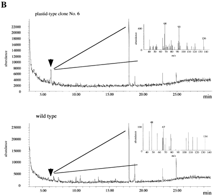 Fig. 5. GC–MS analysis of transgenic tobacco. (A) Total ion chromatograms of leaf extracts of transgenic tobacco (left), and mass spectra (right) at the retention time of limonene indicated by arrows. (B) Total ion chromatogram of the headspace extracts of a transgenic tobacco plant (plastid‐type clone No. 6). Arrowheads indicate the retention time of limonene. The mass fragmentation pattern of the peak with the same retention time as limonene is indicated in the chromatogram.