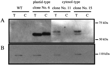 Fig. 6. Intracellular localization of LS polypeptide in transgenic tobacco plants. (A) Immunoblot analysis of representative clones expressing LS polypeptide with anti‐LS antibodies. Each protein sample contained 40 µg. Intactness of plastids was calculated to be c. 70%. (B) PEPC, a marker of cytosol‐localized protein, as detected by anti‐PEPC antibodies (Koizumi et al., 1996). Total soluble protein (T) and the protein extracted from isolated chloroplasts (C) are loaded on the SDS‐PAGE. WT, wild‐type tobacco plant.