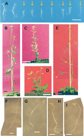Photographs of the chi2 plants. (A) Segregating the T2 siblings of the chi2 mutant. Seedlings were grown under dim far-red light (0.35 W m−2) for 6 d. Scale bar=5 mm. (B) The wild-type (Ler) plant grown for 27 d. Scale bar=1 cm. (C) A mature chi2 plant grown for 27 d. Scale bar= 1 cm. (D) The Arabidopsis plant transformed with the 35S∷CYP72C1 construct. The plants were grown for 30 d. Scale bar=1 cm. (E) The Arabidopsis plant transformed with the control vector. The plants were grown for 30 d. Scale bar=1 cm. (F–I) The wild-type (F, H) and the chi2 (G, I) seedlings grown for 6 d in darkness. Seedlings were grown in the absence (F, G) or presence (H, I) of 10−7 M brassinolide.