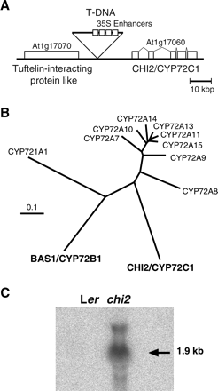 Molecular biological analysis of the chi2 mutant. (A) The T-DNA insertion point on chromosome 1 in the chi2 mutant. The activation vector contains four copies of the 35S enhancers. (B) A gene tree of a clade of the Arabidopsis CYP genes including the CHI2/CYP72C1 and the BAS1/CYP72B1 genes. All members from the Arabidopsis CYP72 subfamily and CYP721A1 protein sequences are included in the tree. Amino acid sequences registered in MIPS database were analysed with the Clustal W program. (C) RNA gel blot analysis of the CYP72C1 gene expression in the chi2 plants. RNA was extracted from the aerial parts of the wild-type and the chi2 plants grown for 30 d. The blot was hybridized with a probe corresponding to the second and third exons of the CHI2/CYP72C1 gene.