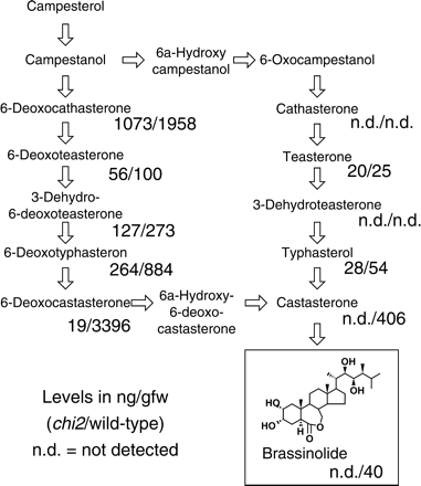 BR content in the chi2 and the wild-type plants. A proposed biosynthetic pathway for brassinolide (Fujioka and Yokota, 2003) is shown. The levels in ng g−1 FW are indicated below the names of BRs (chi2 mutant/wild-type). nd=not detected.