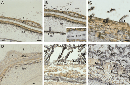 Immunogold localization of Sus protein in lintless mutant (A–C) and wild-type seed (D–F) at 10 DAA (A–E) and 25 DAA (F). The black signal represents Sus proteins. (A) Cross-section of the mutant seed, treated with preimmune serum. Note, some short fibres had initiated from the seed coat epidermis at this stage. (B) A consecutive section of (A), but treated with polyclonal antibody against cotton Sus. Sus protein signal was detected in the initiating fibres as well as in the seed coat transfer cells and endosperm. The insert shows the Sus signals in the phloem of the vascular bundle in the seed coat. (C) Magnified view of the epidermal region of (B). Note, strong Sus proteins were specifically expressed in the fibres (arrow heads), but not in the adjacent epidermal cells. Also note the enlarged basal ends of the fibres embedded underneath the epidermis (arrows). (D) A wild-type cross-section treated with preimmune serum. (E) A consecutive section of (D), but treated with the Sus antibody. It shows the region of the outer seed coat and fibres. Note the strong Sus signal in the elongating lint fibres, most of which did not show enlarged basal ends (arrow heads). One lint fibre that showed a sign of the enlargement is indicated with arrows. (F) A wild-type cross-section from 25 DAA seed, treated with the Sus antibody. Note the enlarged basal ends of the lint fibres (arrows) under the epidermal cells. Also note the specific labelling of the Sus protein in the fibres (arrow heads) but not in the neighbouring normal epidermal cells (stars). Key: en, endosperm; f, fibre; isc, inner seed coat; osc, outer seed coat; p, phloem; tc, transfer cells; v, vascular bundle. Bars (in μm)=250 in (A) and 125 in (C). The scale in (B), (D) and (E) is the same as in (A). The scale in (F) is the same as in (C).