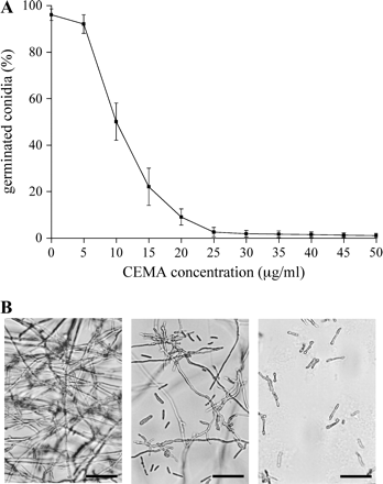 Antifungal activity of CEMA peptide in vitro. (A) Effect of CEMA on germination of F. solani conidia after 24 h of incubation. Values are the means of three experiments; bars are standard errors. (B) Hyphal growth anomalies in the presence of CEMA. Photographs were taken 24 h after incubation of F. solani conidia without CEMA (control, left photo), with 10 μg ml−1 CEMA (central photo), and with 30 μg ml−1 CEMA (right photo). Bar: 100 μm.