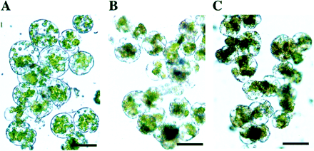 Effect of CEMA peptide on the viability of plant protoplasts in vitro. Tobacco mesophyll protoplasts were cultivated for 5 d before addition of the peptide. Photographs were taken 24 h after incubation of plant protoplasts without CEMA (A), with 30 μg ml−1 CEMA (B), and 50 μg ml−1 CEMA (C). Bar: 50 μm.