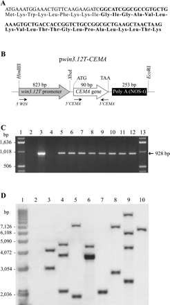 (A) Nucleotide and amino acid sequences of the cecropin A-melittin (CEMA) hybrid. The cecropin A part of the CEMA is shown in light, and the melittin part is in bold. (B) A schematic presentation of the pwin3.12T-CEMA construct for tobacco transformation. The relative positions of the win3.12T promoter, the CEMA gene, and restriction sites for cloning are shown. The positions of PCR primers for DNA analyses are indicated by arrows. PolyA (NOS-t) is a poly-adenylation sequence of the nopaline synthase gene. (C) PCR analysis of DNA isolated from eight transgenic tobacco lines. Fragments of 928 bp were generated using promoter- and CEMA-specific primers (5′-WIN and 3′-CEMA, respectively), and they indicated both the presence of the transgene (90 bp) and the correct promoter–transgene fusion. Lanes 1 and 13: 1 kb DNA ladder. Lane 2: PCR mix without template DNA. Lane 3: plasmid pwin3.12T-CEMA. Lane 4: non-transgenic tobacco. Lanes 5–12: transgenic tobacco lines Twc1, Twc2, Twc3, Twc6, Twc7, Twc10, Twc11, and Twc12, respectively. (D) Southern blot analysis of transgenic plants. Tobacco DNA was digested with HindIII, electrophoresed and hybridized with a 32P-labelled win3.12T promoter probe. The number of bands reflects the number of transgene insertions. Transgenic line Twc6 with a band of higher signal intensity contains four transgene copies, as determined by a Molecular Dynamics densitometer. Lane 1: 1 kb DNA ladder. Lane 2: non-transgenic tobacco. Lanes 3–10: transgenic tobacco lines Twc1, Twc2, Twc3, Twc6, Twc7, Twc10, Twc11, and Twc12, respectively. Molecular weight DNA markers are shown on the left.