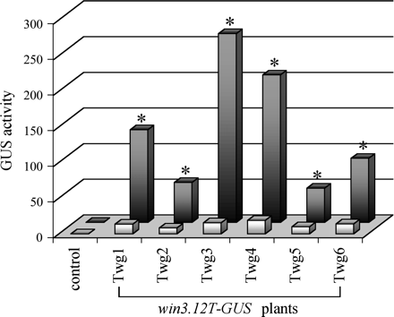 Wound-induced activity of win3.12T promoter in transgenic tobacco. Bar graph represents GUS activities in leaves of transgenic plants containing the win3.12T-GUS construct, both before (light bars) and 20 h after (dark bars) mechanical wounding. Mean values of GUS activities ±SE in pmol MU mg−1 protein min−1 were estimated in three to five plants of each transgenic line. Control denotes non-transgenic plants. Asterisks indicate win3.12T-driven GUS activities in wounded leaves that are significantly different (P <0.05, by Student's t-test) from the GUS activities in the same leaves before wounding.