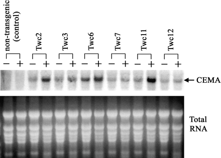 Northern blot analysis of CEMA mRNA accumulation in tobacco. Total RNA was prepared from leaves of transgenic plants, both before (−) and 18 h after (+) mechanical wounding. RNA samples (30 μg each) were separated by denaturing formaldehyde-agarose gel electrophoresis, blotted, and hybridized with a 32P-labelled CEMA probe. Ethidium bromide stained ribosomal RNA bands (lower picture) are shown as loading controls.