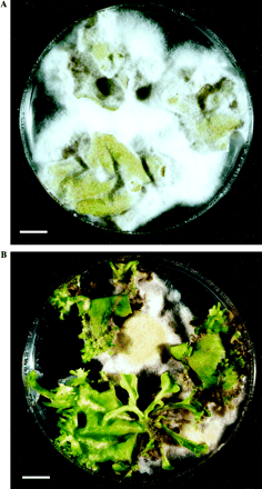 In vitro plant regeneration bioassay. Leaf explants of non-transgenic (A) and CEMA-expressing transgenic line Twc6 (B) are shown on antibiotic-free tobacco regeneration medium after 16 d of co-cultivation with F. solani. Bar: 1 cm.