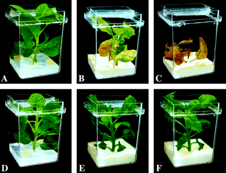 Plant resistance to the pathogenic fungus F. solani. Two 1 cm2 agar blocks of the fungal mycelia were placed 2 cm from the stem of a well-developed tobacco plant grown in vitro, and cultivated for several weeks. The upper row represents non-transgenic (control) plants; the lower row represents CEMA-expressing transgenic line Twc11. (A, D) Start of co-cultivation with F. solani. (B, E) 6 d later. (C, F) 11 d later.