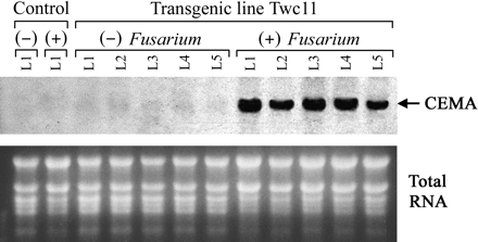 Pathogen-induced, systemic accumulation of CEMA transcripts. Total RNA was prepared from leaves of transgenic line Twc11 in the absence of treatment (−), and after the plant was subjected to Fusarium infection (+). L1, L2, L3, L4, and L5 denote different leaves of the plant, counted upward from the stem base, with L1 being the lowest leaf. Control indicates non-transgenic plant. RNA samples (20 μg each) were separated by denaturing formaldehyde–agarose gel electrophoresis, blotted, and hybridized with a 32P-labelled CEMA probe. Ethidium bromide-stained ribosomal RNA bands (lower picture) are shown as loading controls.