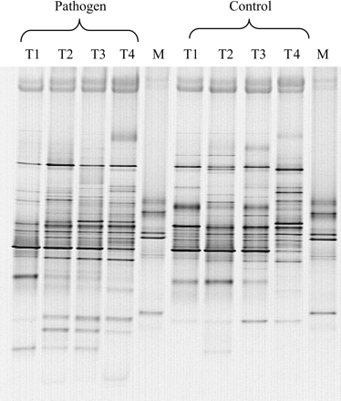 Denaturing gradient gel electrophoresis profile of 16S rRNA genes present in bacteria on roots of tomato plants. Changes seen with time (T1–T4) and in the presence of the plant pathogen Pythium aphanidermatum. Each band represents a single type of bacterium present. Markers for defined strains are run in lane M.