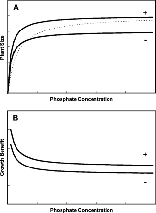 Schematic cost–benefit curves for combinations of AM-fungus and host-plant symbiosis at different soil P concentrations. (A) Growth of mycorrhizal and non-mycorrhizal plants at different P concentrations in the soil solution. (B) Cost–benefit curve of mycorrhizal associations calculated as the quotient of growth in the presence/growth in the absence of mycorrhiza. Plant lacking mycorrhiza (broken line). Plants possessing cost neutral (+) or costly (−) mycorrhizal associations.