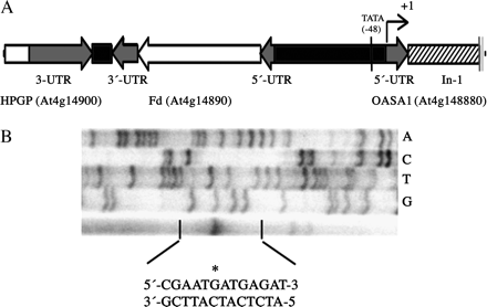 Schematic representation of the ATP fragment and mapping of the transcription start site. (A) Diagram of the 1810-nucleotide ATP fragment, including the 5′-end of the OASA1 gene and upstream genes. Black depicts the intergenic regions, grey depicts the 5′- and 3′- untranslated regions, and the striped box corresponds to the intronic region of the OASA1. (B) The transcription start site was determined by primer extension analysis. The amplified band after reverse transcription co-migrates with a guanidine residue and is marked by an asterisk in the bottom sequence.