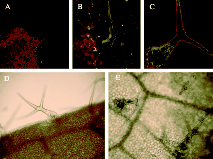 Expression analysis of the ATP fragment in Arabidopsis trichomes. Imaging of the GFP and GUS reporter genes fused to the ATP fragment. (A) GFP imaging of a wild-type Arabidopsis leaf in a single optical section. (B) Maximum projection of 20 optical sections of an Arabidopsis leaf from pATP-GFP transgenic lines. (C) GFP imaging of an Arabidopsis leaf trichome from pATP-GFP transgenic lines in a single optical section. (D) Histochemical GUS staining of a wild-type Arabidopsis leaf. (E) GUS localization in a transgenic pATP-GUS Arabidopsis leaf.