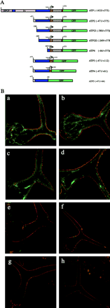 Identification of regulatory elements in the ATP fragment. (A) Schematic diagram of the 5′- and 3′-deletion series of the ATP fragment. The GFP reporter gene (green) was fused to deleted ATP fragments as indicated in parenthesis. The arrow shows the initiation start site. (B) GFP fluorescence in deletion lines. GFP reporters were imaged in single optical sections in leaf trichomes from the following transgenic lines: (a) ATP, (b) ATP2, (c) ATP2I, (d) ATP2II, (e) ATP6, (f) ATP3, (g) ATP4, (h) ATP5.