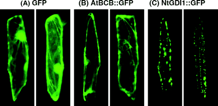 Localization of the AtBCB∷GFP and the NtGDI1∷GFP fusion proteins by transient expression in onion epidermal cells. (A) Transformed cells carrying a control plasmid (pAL255) and expressing GFP protein. (B) Transformed cells carrying pAL253 and expressing AtBCB∷GFP protein. (C) Transformed cells carrying pAL254 and expressing NtGDI1∷GFP protein.