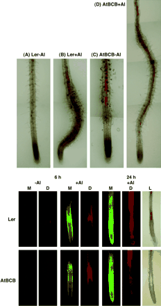 Biological changes caused by Al stress in a control line (Ler) and a transformant over-expressing the AtBCB gene (AtBCB no. 5-1). Upper: accumulation of lignin in the root tip region by Al stress. Root tip region of the two lines were exposed to 0 μM (−Al) or 100 μM Al (+Al) for 2 d and then stained with phloroglucinol. Red zones in (B), (C) and (D) showed the accumulation of lignin. Bottom: accumulation of Al ions, lipid peroxides, and lignin in the same root tip region in response to Al stress. Root region of the two lines exposed to 0 μM Al treatment (−Al) for 0 h or 100 μM Al treatment (+Al) for 6 h and 24 h were stained with morin (M) and then stained with H2DCFDA (D) to detect the localization of Al ions and lipid peroxides, respectively. The same samples were subsequently stained with phloroglucinol as the third staining to detect lignin (L). (Data for the samples exposed to the 24-h Al treatment only are shown here.)