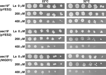 Sensitivity test of yeast transformants for La stress. Three yeast transformants described in Fig. 6 were serially diluted and then spotted on LPM agar plates including 0, 200, or 400 μM La. Plates were incubated at 22 °C or 32 °C for 3–4 d.