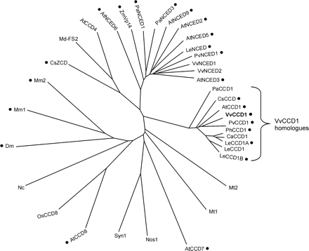 Radial phylogram representation from Clustal W (EMBL-EBI) of the deduced amino acid sequences of V. vinifera Carotenoid Cleavage Dioxygenase and homologues. Functionally characterized dioxygenases are marked by a closed circle. The abbreviations refer to: At, Arabidopsis thaliana (AtCCD1, NP_191911.1; AtCCD4, NP_193652.1; AtCCD7, NP_182026.1; AtCCD8, NP_195007.2; AtNCED2, NP_193569.1; AtNCED3, NP_188062.1; AtNCED5, NP_174302.1; AtNCED6, NP_189064.1; AtNCED9, NP_177960.1); Ca, Capsicum annuum (CaCCD1, Y14164); Cs, Crocus sativus (CsCCD, AJ132927; CsZCD, AJ489276); Dm, Drosophila melanogaster (Dm, CAB93141.1); Le, Lycopersicon esculentum (LeCCD1A, AY576001; LeCCD1B, AY576002; LeCCD1, AJ489278; LeNCED, CAB10168.1); Md, Malus×domestica (Md-FS2, CAB07784.1); Mm, Mus musculus (Mm1, AAG33982.1; Mm2, CAC28026.1); Mt, Mycobacterium tuberculosis (Mt1, CAB09380; Mt2, CAB08511.1); Nc, Neurospora crassa (Nc, XP_331998.1); Nos, Nostoc sp. PCC 7120 (Nos1, BAB75983); Os, Oryza sativa (OsCCD8, BAB63485.1); Pa, Persea americana (PaCCD1, AAK00622.1; PaNCED1, AAK00632.1, PaNCED3, AAK00623.1); Ph, Petunia hybrida (PhCCD1, AY576003); Pv, Phaseolus vulgaris (PvCCD1, AAK38744.1; PvNCED1, AAF26356.1); Syn, Synechocystis sp. PCC 6803 (Syn1, BAA18428.1); Vv, Vitis vinifera (VvCCD1, AY856353; VvNCED1, AY337613; VvNCED2, AY337614); Zm, Zea mays (ZmVp14, AAB62181.1).