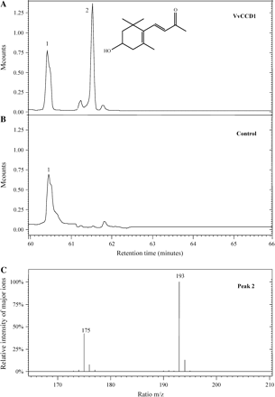 GC-MS analysis of the reaction assay containing zeaxanthin and supernatant from E. coli carrying (A) pGEX-VvCCD1 (VvCCD1) or (B) empty pGEX-2T (control). (C) Mass spectrum of peak 2 corresponding to 3-hydroxy-β-ionone. Note that peak 1 corresponds to the internal standard, 3-oxo-α-ionol.