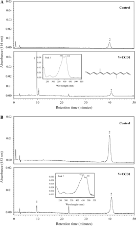 HPLC analysis and online diode-array spectra. (A) Absorbance measured at 414 nm. Peak 1, with maxima absorption at 396 and 414 nm, corresponded to 4,9-dimethyldodeca-2,4,6,8,10-pentaene-1,12-dialdehyde (C14-dialdehyde) detected or not in the assay using enzymatic supernatant from E. coli carrying pGEX-VvCCD1 (VvCCD1) or empty pGEX-2T (control). (B) Absorbance measured at 453 nm. Peak 2 corresponded to zeaxanthin, with maxima absorption at 453 and 481 nm.