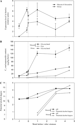 Analysis of grape berry development in two different cultivars, Muscat of Alexandria and Shiraz. (A) Expression profile of VvCCD1 in berries obtained by real-time PCR. Levels are expressed in units relative to the level of the constitutive EF1α gene and to the first stage of Shiraz berries. (B) Changes in the levels of free and glycosylated C13-norisoprenoids in the corresponding cultivars. (C) pH and potential degree of alcohol. Week 0 corresponded to véraison.