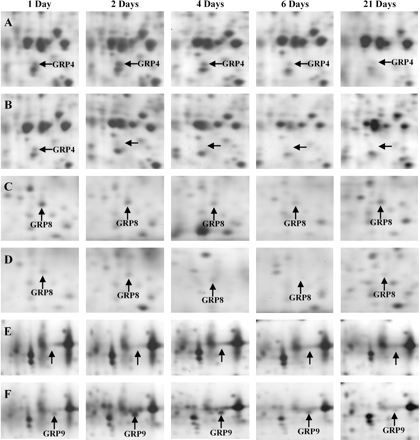 Expression changes of some grapevine root proteins after exposure to the herbicide flumioxazin. (A, C, E) Non-treated control plantlets. (B, D, F) Grapevine plantlets grown in the presence of 10 μM fmx. Control and fmx-treated roots were sampled after 1, 2, 4, 6, and 21 d of exposure to the herbicide. See Fig. 1 for the identification of the corresponding gel regions. Abbreviation: GRP, Grapevine Root Protein.