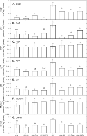 Effects of 10 mM SB, 100 μM Tiron, or 100 μM DTMU on the activities of SOD (A), CAT (B), POX (C), APX (D), GR (E), DHAR (F), and MDHAR (G) in Ulva fasciata on exposure to UV-B (2.5 W m−2). Data are present as means ±SD (n=3) and different letters indicate significant difference among treatments.