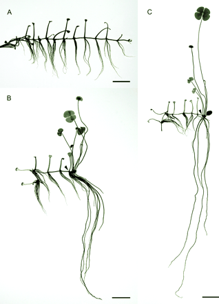 The effects of the optically pure ABA enantiomers on heterophylly in M. quadrifolia. (A) An untreated plant. (B) A plant treated with 1 μM S-(+)-ABA. (C) A plant treated with 1 μM R-(−)-ABA. In (B) and (C), the plants were grown in basal medium for 10 d, then treated with ABA for 4 weeks. Note that both ABA enantiomers induced heterophyllous switch. The R-(−)-ABA (C) had stronger effects than the S-(+)-ABA (B), resulting in longer petioles and roots, highly clustered nodes, as well as earlier leaf senescence and growth arrest. Arrowheads indicate the position of the shoot apex when ABA was added to the culture medium. Scale bars=1 cm.