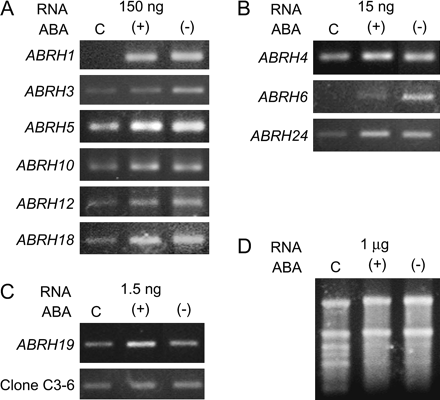 Both the natural (+)-ABA and the unnatural (−)-ABA regulate the early responsive ABRH gene expression in the shoot apices of M. quadrifolia. Plants were treated for 1 h with 1 μM ABA. ABA regulation is confirmed by a consistent pattern in comparative RT-PCR analyses using serially diluted RNA templates. Shown are representative gel images of RT-PCR products. Clone C3-6 is not regulated by ABA and serves as a control (Hsu et al., 2001). The RNA templates used are 150 ng, 15 ng, and 1.5 ng, respectively in (A), (B), and (C). The total RNA templates are shown in a gel image in (D). C, control, (+)=(+)-ABA-treated, (−)=(−)-ABA-treated.
