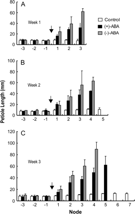 Time-course analyses of the effects of ABA enantiomers on petiole elongation. (A) Measurements after 1 week of treatment. (B) Measurements after 2 weeks of treatment. (C) Measurements after 3 weeks treatment. The concentration used was 1 μM. Arrows indicate the position of the shoot apex at the time of ABA application, and the leaf positions are labelled with reference to the treatment, i.e. 1 being the first leaf produced after the treatment, 2 being the second, etc. Note a progressive increase in petiole length during ABA treatment, and (−)-ABA has a stronger effect than (+)-ABA at each node. Immature leaves in young nodes are not shown, therefore a smaller number of leaves in the ABA-treated plants indicates an effect on growth arrest.