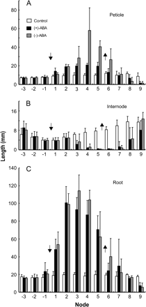 Growth kinetic responses to ABA application and removal. (A) The effects on petiole growth. (B) The effects on internode growth. (C) The effects on root growth. Plants were grown in basal medium for 1 week, treated with 1 μM of either ABA enantiomer for 2 weeks, then allowed to grow in fresh basal medium for another 10 d. The organs were measured at the end of the experimental period. A downward arrow indicates the position of the shoot apex at ABA application, and an upward arrow indicates that at ABA removal. ABA application induces aerial type characteristics, i.e. longer petioles and roots, and shorter internodes, whereas ABA removal reverses the effect. The effects are progressive upon ABA addition and removal.