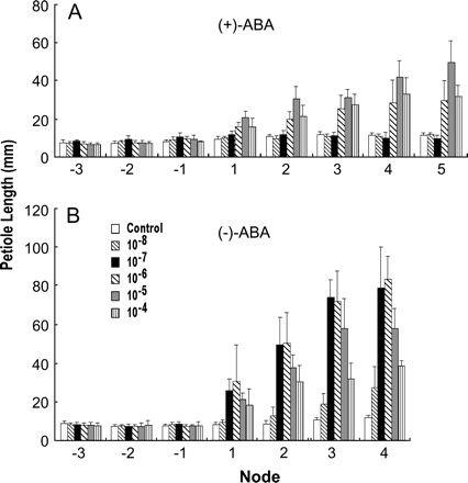 Dose-response of petiole elongation to exogenously supplied ABA enantiomers. (A) The responses to (+)-ABA. (B) The responses to (−)-ABA. Plants were grown in basal medium for 1 week, then treated with ABA at the indicated concentration for 3 weeks. Immature leaves are not shown.