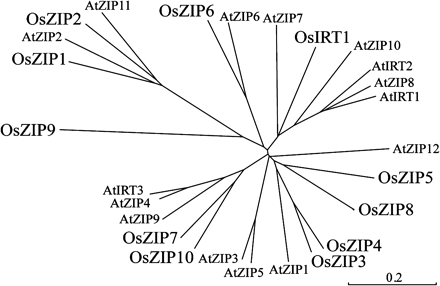 Unrooted phylogenic tree for the OsIRT1, OsZIPs, AtIRTs, and AtZIPs amino acid sequences for which ORFs are confirmed. Calculations were performed using the CLUSTAL W Neighbor–Joining method and the tree was visualized with TreeView.