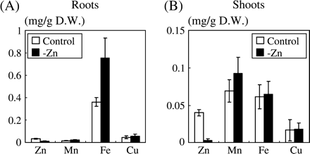 Metal concentrations in roots and shoots of plants grown under conditions of Zn sufficiency or under conditions designed to induce deficiency. The concentrations of Zn, Mn, Fe, and Cu in the roots (A) and leaves (B) are expressed as mg g−1 dry weight and are given as the mean ±SD of three replicates of each treatment.