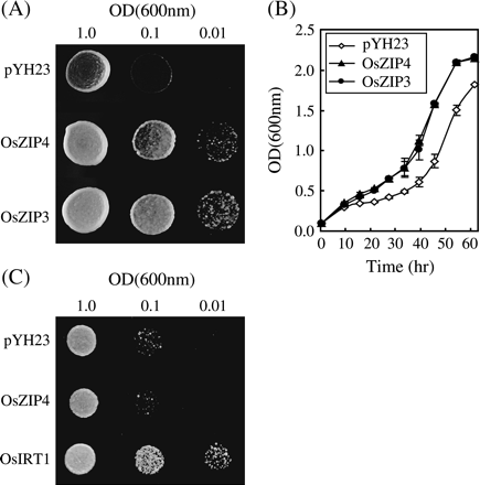 Complementation of the CM-ZRT yeast mutant by OsZIP4. (A) Serial dilutions of CM-ZRT cells transformed with the empty vector (pYH23) or the vector expressing OsZIP4 or OsZIP3 were placed onto SD medium without Zn. (B) Quantitative growth analysis of CM-ZRT cells expressing OsZIP4 or OsZIP3, or containing the empty pYH23 vector grown in SD medium. The data are the mean ±SE of three separate experiments, with a total of nine replicates. (C) Serial dilutions of YH003 cells transformed with the empty vector (pYH23) or the vector expressing OsZIP4 or OsIRT1 were placed onto SD medium without Fe.