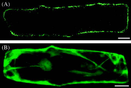 Subcellular localization of transiently expressed OsZIP4-sGFP (A) or sGFP (B) fusion protein in onion epidermal cells observed using confocal laser scanning microscopy. Scale bars=20 μm.