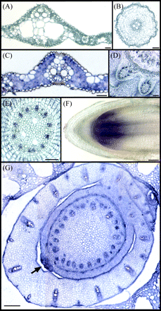 In situ localization of OsZIP4 transcripts. In situ hybridization experiments were performed on transverse sections of a Zn-deficient rice using an OsZIP4 sense probe (A, B), or an OsZIP4 antisense probe (C–G). Transverse sections of the leaf (A), root (B), small vascular bundle (C), stem (D), and around shoot apex (G). Arrow indicates meristem. (E), Enlargement of the stele in the root. (F), Longitudinal section of the root tip. Scale bars=800 μm for (G); 400 μm for (A), (C), and (F); 100 μm for (B), and (D); and 50 μm for (E).