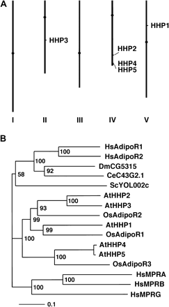 (A) Chromosomal locations of the Arabidopsis HHP genes. (B) Phylogenetic analysis of Arabidopsis HHPs, rice putative AdipoRs, yeast YOL002c, human AdipoRs, human mPRs, fly CG5315, and worm C43G2.1 proteins. The sequence alignment was generated from the ClustalX 1.8 program. Neighbor–Joining and bootstrap analyses were performed to generate the phylogenetic tree. A bootstrap value is provided for each node. These values indicate the percentage of bootstrap replicates that support this node out of 1000 samples. At, Arabidopsis thaliana; Os, Oryza sativa; Sc, Saccharomyces cerevisiae; Hs, Homo sapiens; Dm, Drosophila melanogaster; Ce, Caenorhabditis elegans.